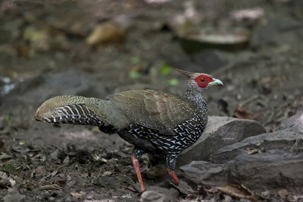 Kalij pheasant