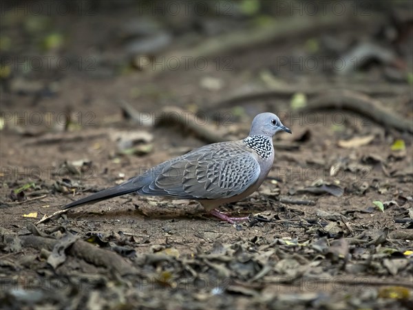 Spotted dove