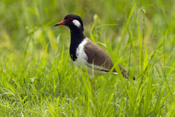 Red-wattled Lapwing