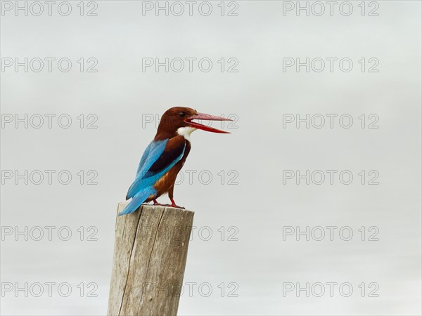 White-throated kingfisher