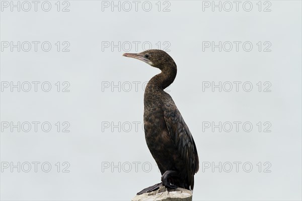 Indian cormorant