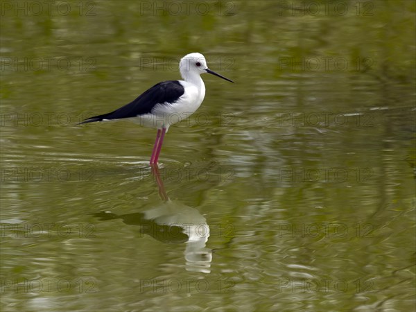 Black-winged stilt