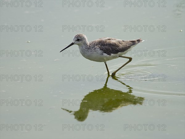 Common greenshank