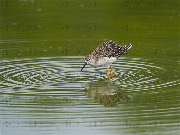 Temminck's stint