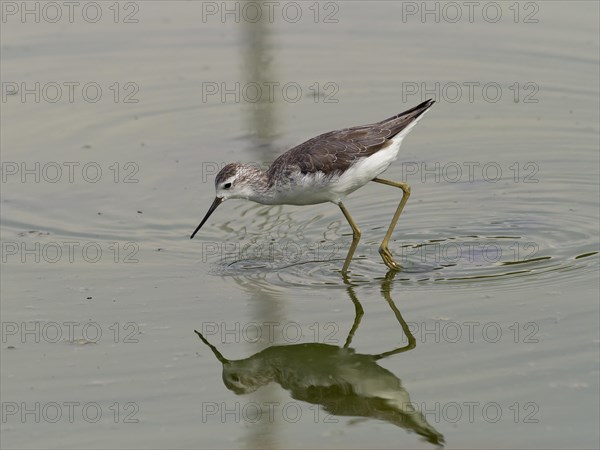 Marsh sandpiper