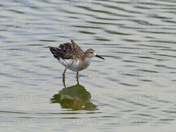 Long-toed stint