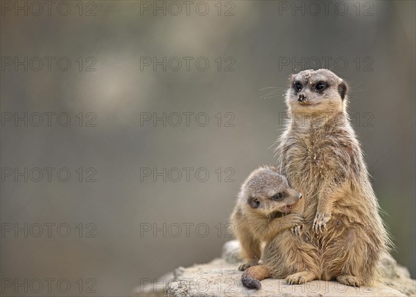 Meerkats