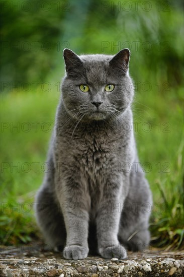 Russian Blue