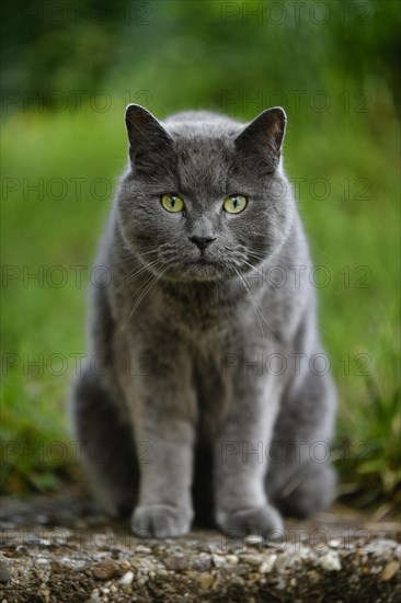 Russian Blue