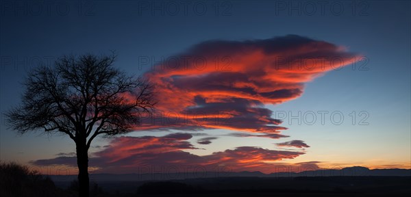 Tree at sunset