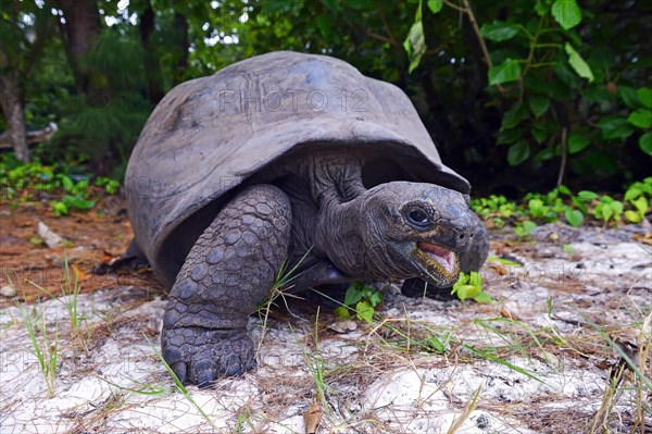 Aldabra Giant Tortoise