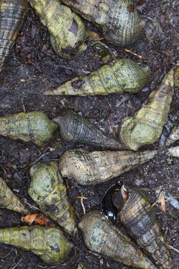 Giant mangrove whelks