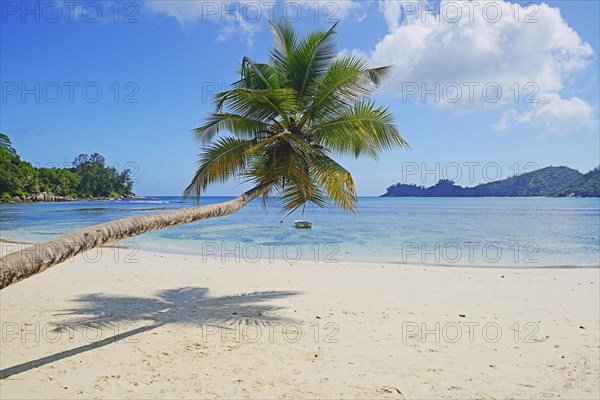 Overhanging coconut palm