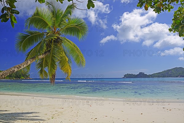 Overhanging coconut palm