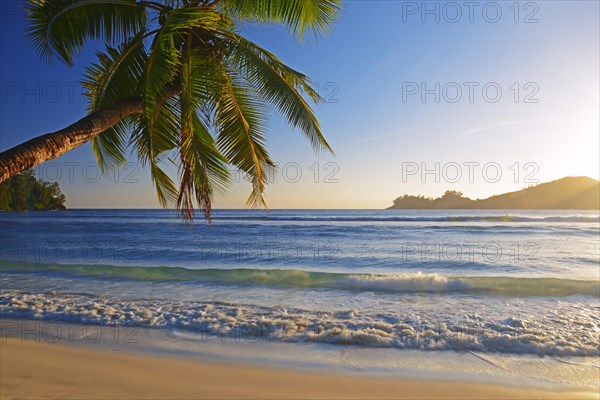 Coconut tree overhanging