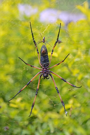 Red-legged golden orb-web spider