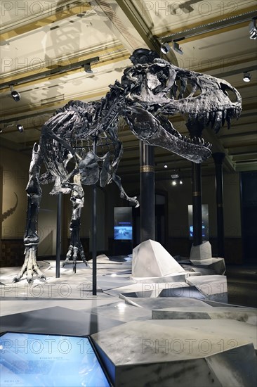 The far best preserved skeleton of Tyrannosaurus rex or T. rex