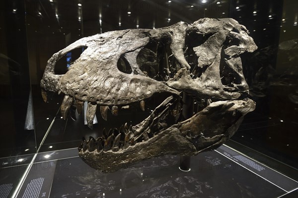 Skull of the until now best preserved skeleton of Tyrannosaurus rex or T. rex