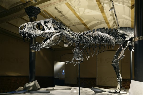 The far best preserved skeleton of Tyrannosaurus rex or T. rex