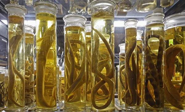 Glass cabinet with alcohol-preserved animal specimens