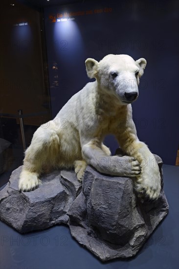 Preparation of the Polar bear