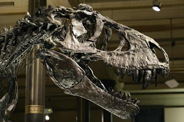 Skull of the until now best preserved skeleton of Tyrannosaurus rex or T. rex