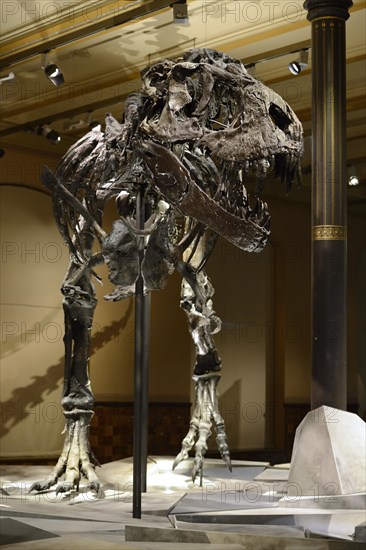 The far best preserved skeleton of Tyrannosaurus rex or T. rex