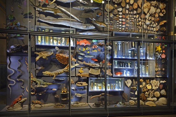 Glass cabinets with various exhibits of animals