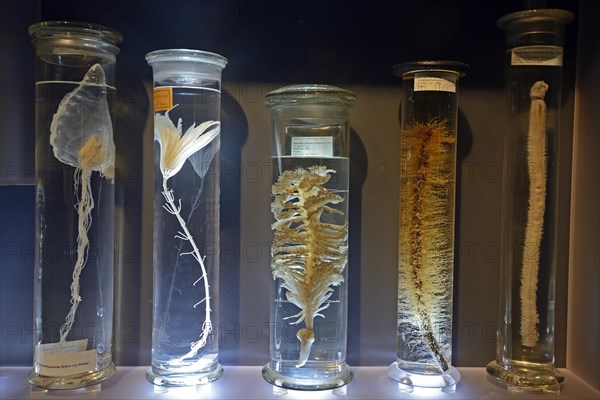 Glass cabinet with alcohol-preserved animal specimens