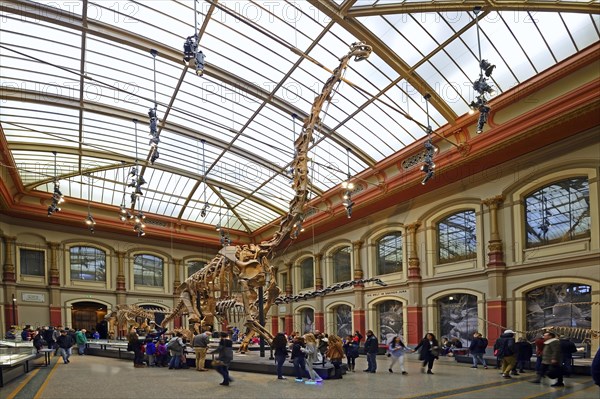 Hall with the mounted skeleton of Giraffatitan