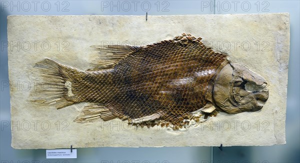 Fossil specimen of Scheenstia