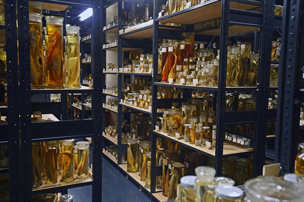 Glass cabinet with alcohol-preserved animal specimens