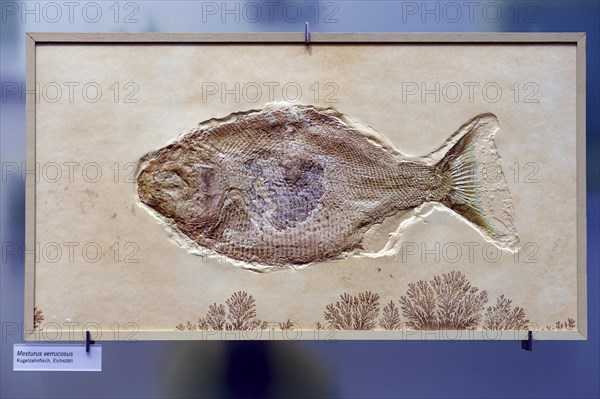 Fossil of a bony fish