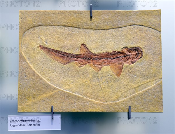 Fossil of the extinct shark Paraorthacodus spec.