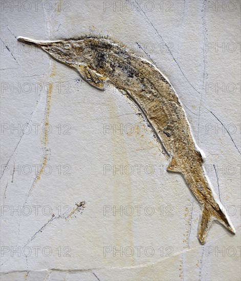Fossil of Aspidorhynchus acutirostris