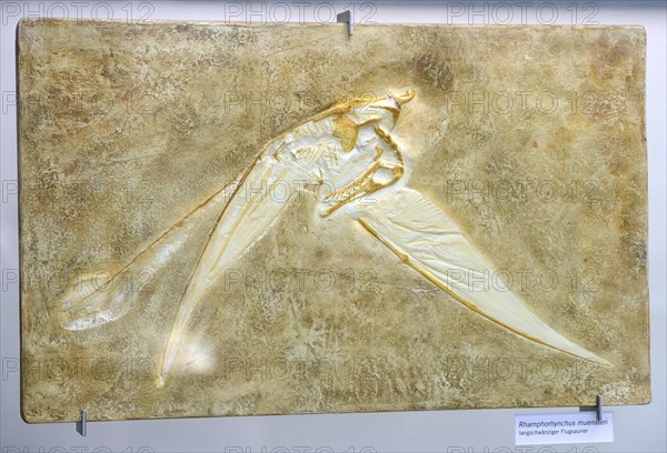 Fossil of Rhamphorhynchus muensteri