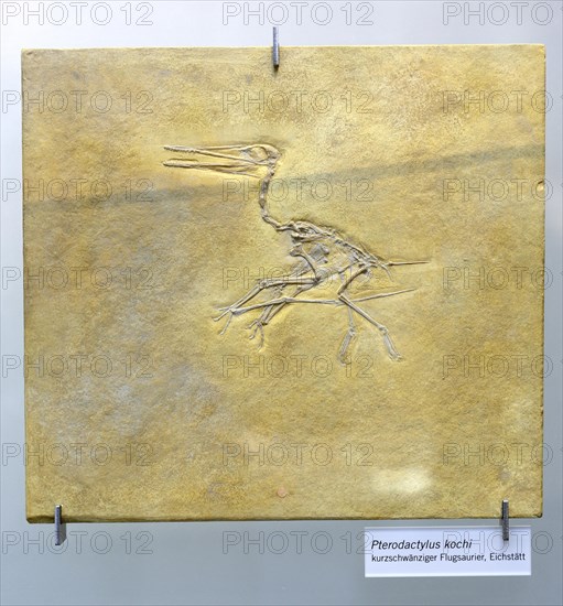 Fossil of Pterodactylus kochi