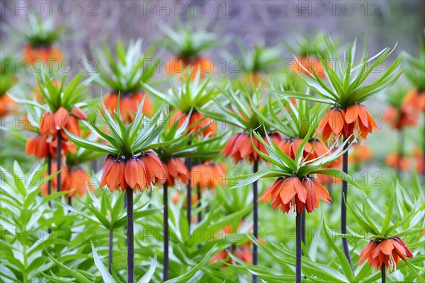 Crown imperial