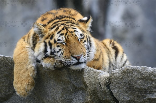 Young Siberian tiger