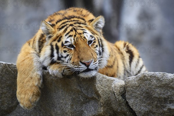 Young Siberian tiger