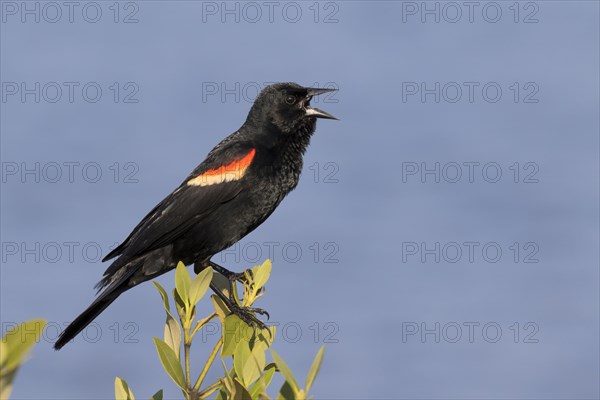 Red-winged Blackbird