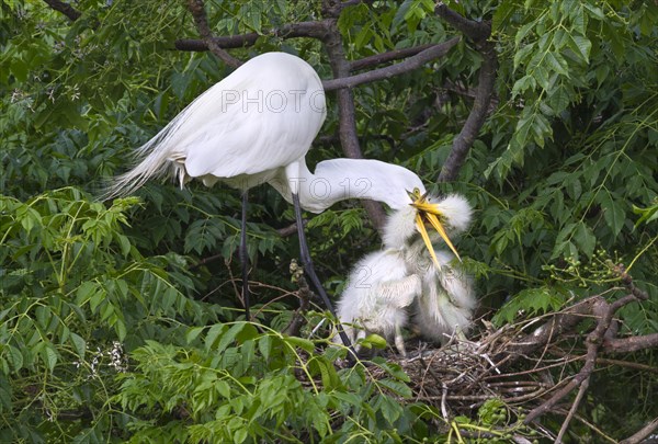 Great Egrets