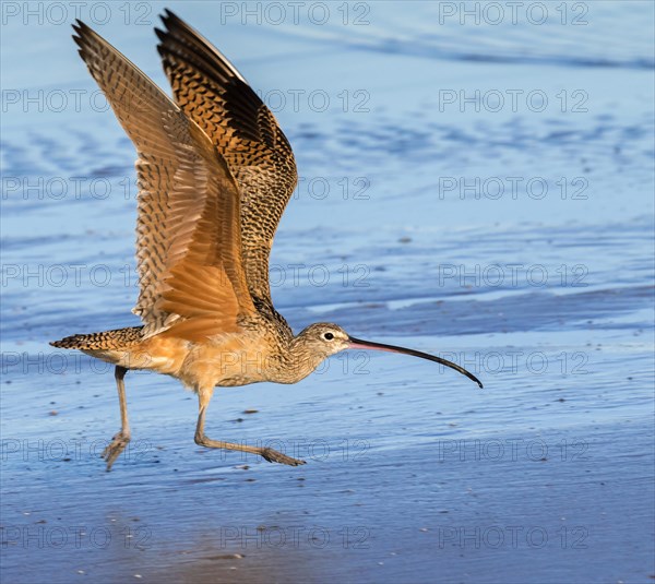 Long-billed Curlew