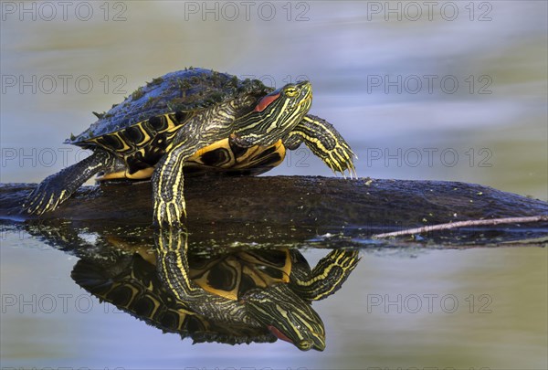 Red-eared Slider