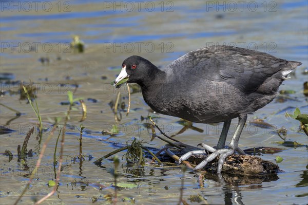 American Coot