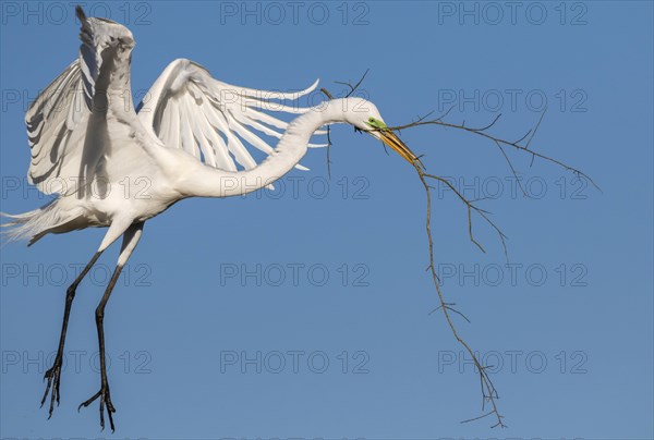 Great Egret