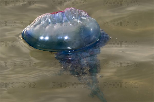 Portuguese Man O' War