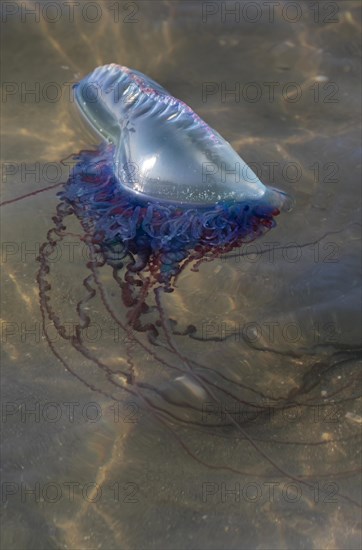 Portuguese Man O' War