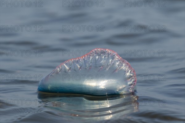 Portuguese Man O' War