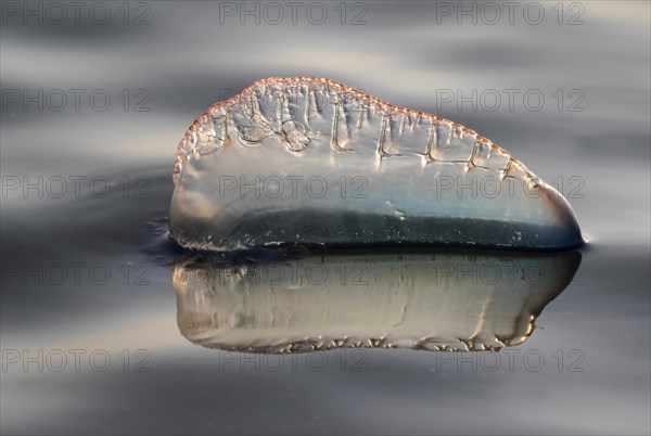 Portuguese Man O' War